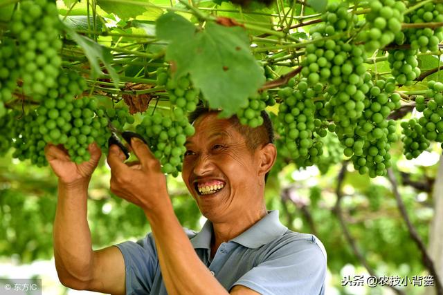 葡萄为什么必须补钙？什么时间补？如何补？用什么方法、什么肥？