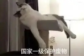 朋友圈的沙雕（文案大师）欢乐多，前方逗比集锦图片