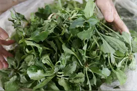 春天，遇到4种野菜别放过，加把面粉蒸一蒸，太好吃了图片