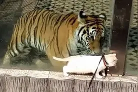 带着猫咪去逛动物园，看到老虎后却异常淡定：你这样我很没面子的图片