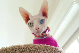 养了就后悔的无毛猫图片