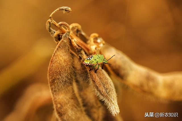 大豆种植及病虫害防治技术，来学学化学防治的方法