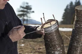 果树嫁接总是失败，原来愈合成活是有条件的，这些事情一定要做好图片