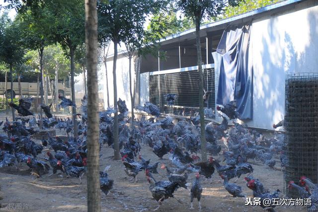 伴性遗传，芦花鸡的奥秘