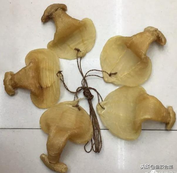 蜘蛛肚花胶药用价值 蜘蛛花胶的功效与作用