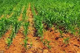 大姜茎基腐病（烂脖子病）严重危害大姜生长，鑫科植保教您防治图片