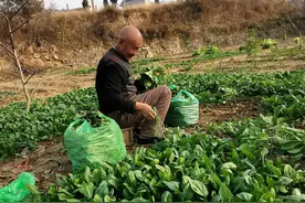 八十岁老人种蔬菜，儿子不缺钱，每年卖菜的一万多元都做了什么图片