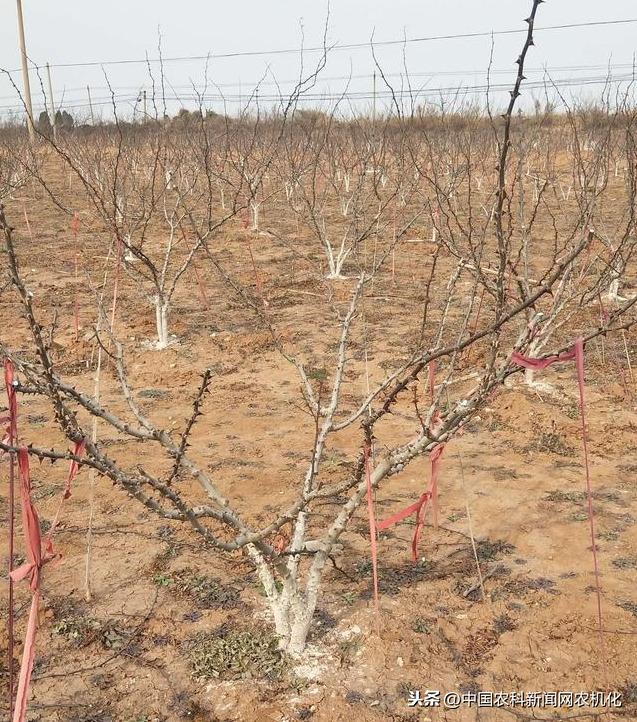 花椒树如何预防倒春寒？大致可分三大类