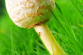 小蘑菇长成了大雨伞，蘑菇上爬着小蚂蚁，草地上每一天都有惊喜图片