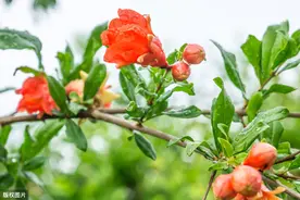 石榴5-6月应防治哪些病虫害？图片