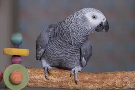 为啥新手鸟友，都爱买非洲灰鹦鹉？十年养鸟人：看得太透彻图片