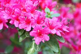 各式各样的杜鹃花集锦图片