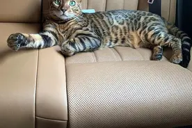 孟加拉豹猫偷跑出门，被当成野生动物抓起来，还摆在动物园里展览图片