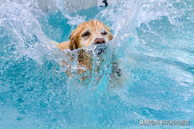 感染上狂犬病病毒，一旦发病，生存期不超过5天，几乎100%死亡