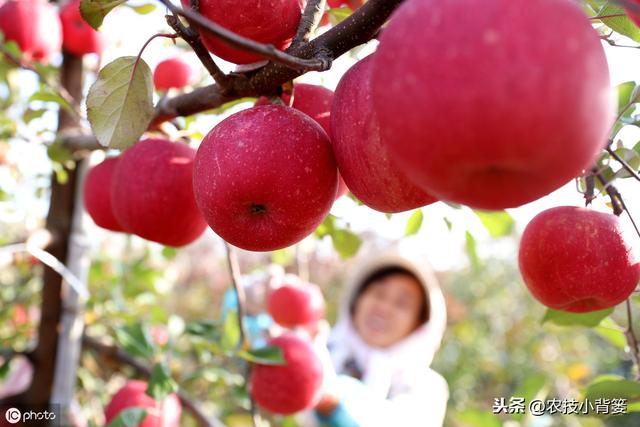 如何提高苹果花芽分化的的数量和质量？这六个技术要点要明确