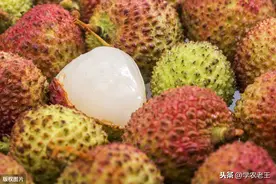 荔枝环割加上调节剂，促进花芽分化，提高坐果率！从4方面教你图片