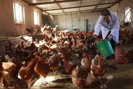 鸡粪种蔬菜虽好，但在使用时，要注意这3个事项才行图片