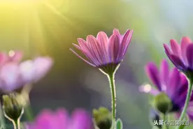 2020所有的苦难都已过去，2021所有的幸运都会降临图片