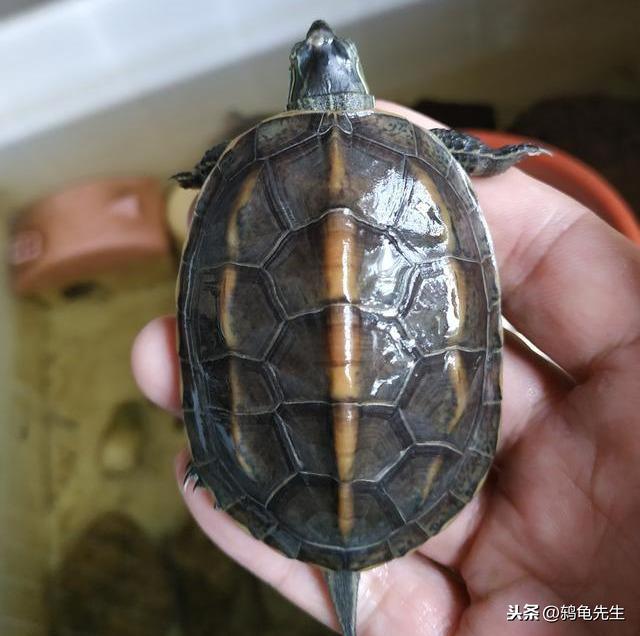 不知道乌龟如何冬眠？鸫龟先生干货分享乌龟冬眠方法全套解决方案