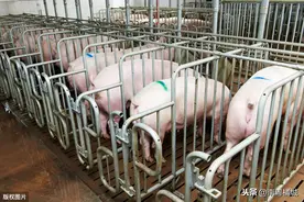 湛江30亿生猪项目投产，首期面积2400多亩，年出栏36万头商品猪图片