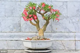 玫瑰盆栽/盆景图片
