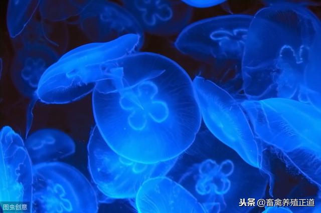 兽药基础知识入门学习概要