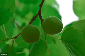 教师子女在本校上学，经常会导致不公平现象，这种现象谁来买单图片