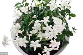 养几个月的茉莉花盆栽快要掉光叶子了，茉莉花到底怎么养图片