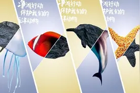 一片干净的海滩有多重要？这些海洋动物告诉你…图片