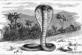 堂堂致命毒蛇闻“笛”起舞，眼镜蛇的“背后”藏着怎样的故事图片