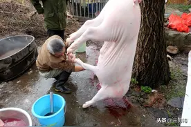 亲爱的美女们，你们被杀猪了吗？图片