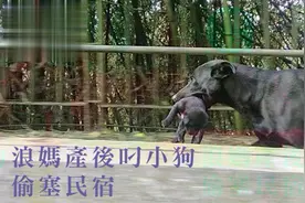 流浪狗产下8只小奶狗无力照顾，偷偷硬塞进民宿，结果被老板发现图片