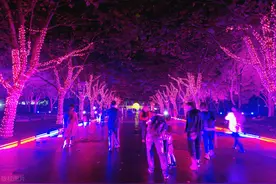 深圳国庆假期灯光秀、烟花秀最新汇总来了，很多免费看，请收好图片