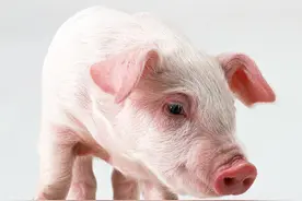 全面解析经典猪蓝耳病和高致命性猪蓝耳病的区别图片