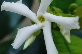 早春养风车茉莉，重点在3件事上下“功夫”，初夏藤满墙，花满藤图片