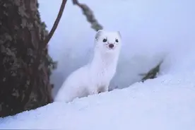 像雪地精灵一样，可爱漂亮的雪貂，心都化了图片