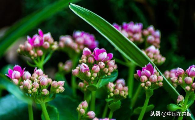 教师节到了！能送给老师的除了鲜花束，还有这几种花