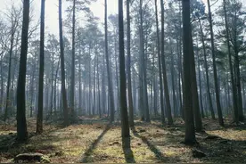 林业绿化树移植栽培及养护技术，改善林木管理，提高绿化成活率图片