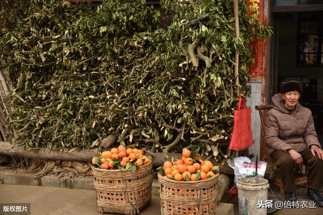 氨基酸和腐植酸肥料到底有什么好，身边怎么越来越多的人在用