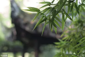 考场佳作《我的“蜜蜂”老师》像蜜蜂那样工作，像蚂蚁那样生活图片