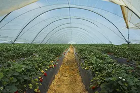 大棚草莓套种甜瓜栽培技术，加强田间管理，提高产量和经济效率图片