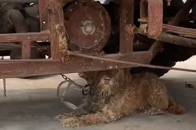 它有主人，却活得不如只流浪狗，被带走时，它满是不舍图片