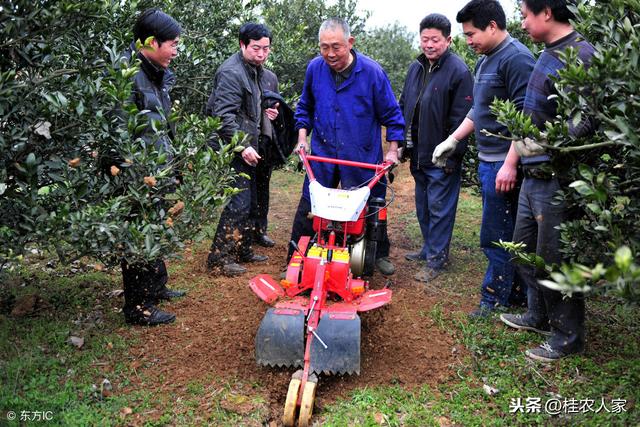 柑橘为什么容易出现中微量元素缺乏？ 怎样矫治柑橘缺素症呢？