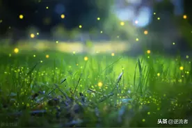 萤火虫的夏天图片