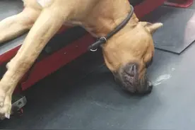 狗狗歪头倒在地上睡着，吓得主人以为它死了，这姿势是怎么睡着的图片