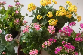 “长寿花”嫁接“玉树”上，是“天方夜谭”还是确有其事图片