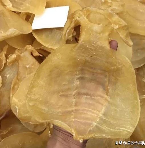 蜘蛛肚花胶 2026年蜘蛛花胶价格,做法,功效及图片大全