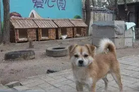 大学校园为何多流浪猫狗？学校不作为，还是男女浪漫下的罪过图片