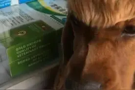女子给狗狗理新发型，没想到越剪越不对，看到成品后直言没眼瞧图片