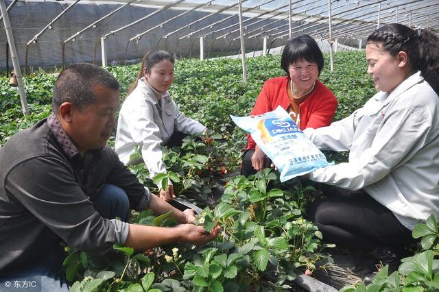 正确认识水溶肥，科学施肥效果好！